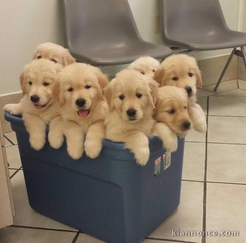 magnifiques chiots Golden Retriever