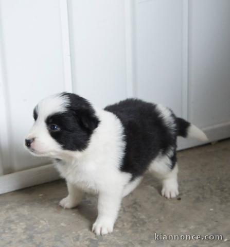 Chiots Border Collie Adorable