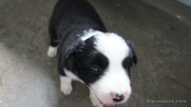 Chiots Border Collie Adorable