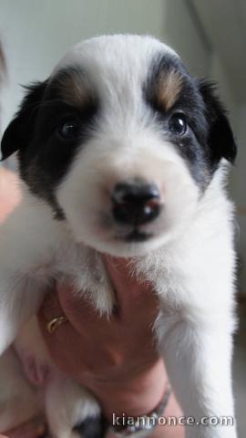 Chiots Border Collie Adorable