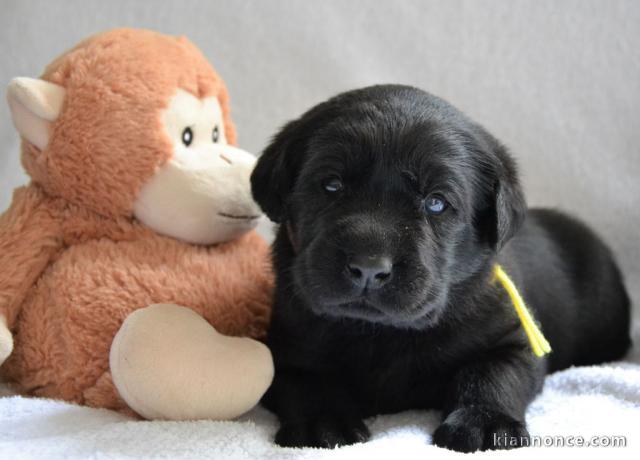 Chiots Labrador Retriever