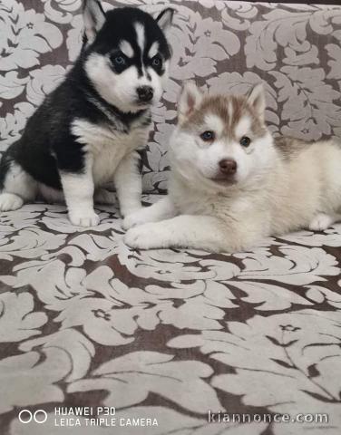 chiots husky siberien