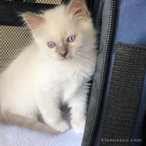 Deux chatons sacré de Birmanie mâle et femelle a donner