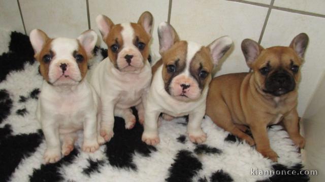 Magnifiques chiots Bouledogue Français