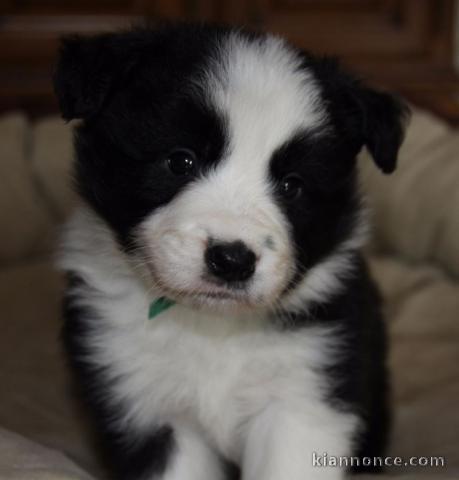 Chiot Type Border collie Femelle à donner