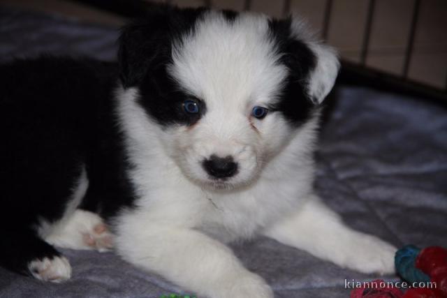 Chiot Type Border collie Femelle à donner