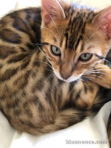 Magnifique chatons bengals disponible