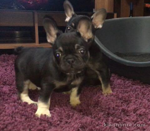 Disponibles Chiots Bouledogue Français