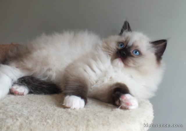 Magnifiques chatons Ragdoll