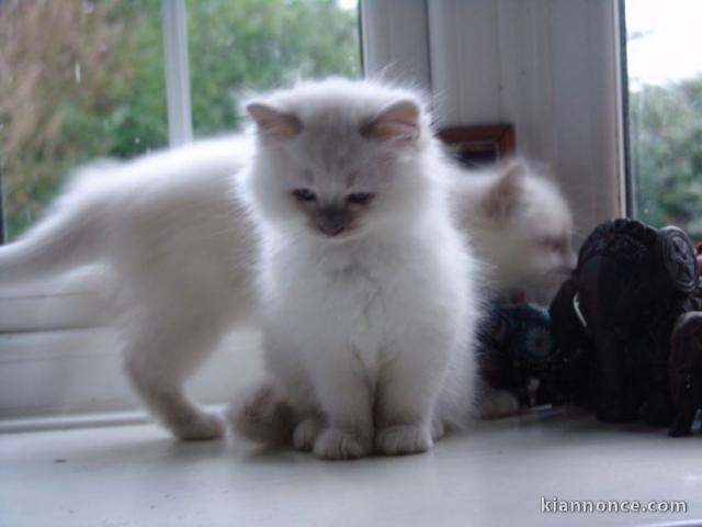  chatons de race Sacré de Birmanie