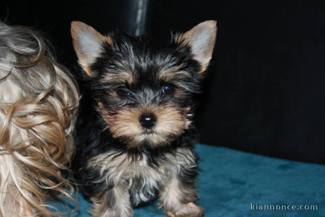 Magnifiques chiots Yorkshire Terrier a donner