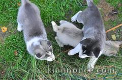 A donner chiots husky