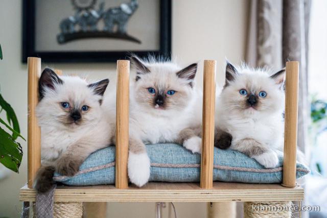 Jolie Portée de 4 Chatons Sacré de Birmanie LOOF,