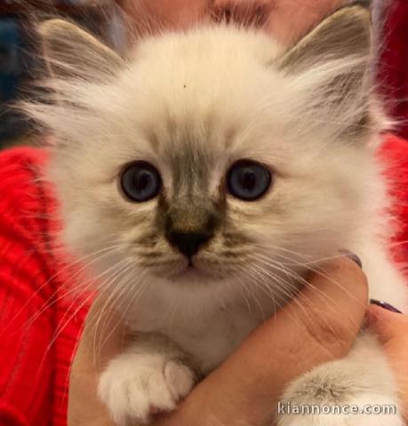 A Donner petit chaton type Ragdoll