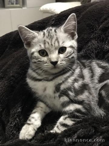 Adorable chatons British Shorthair LOOF