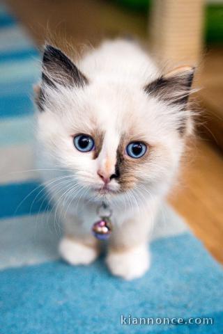 Adorable chatons British Shorthair LOOF