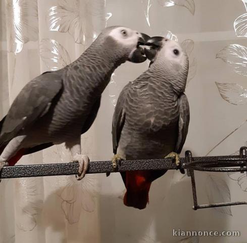 perroquets Gris du Gabon a donner