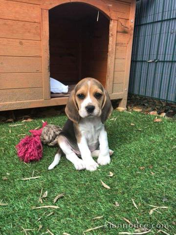 A donner chiots Beagle