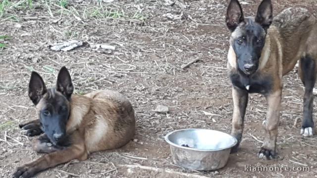 Chiots Berger malinois  