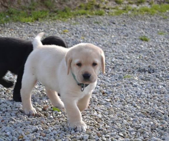 A donner magnifiques chiots labrador