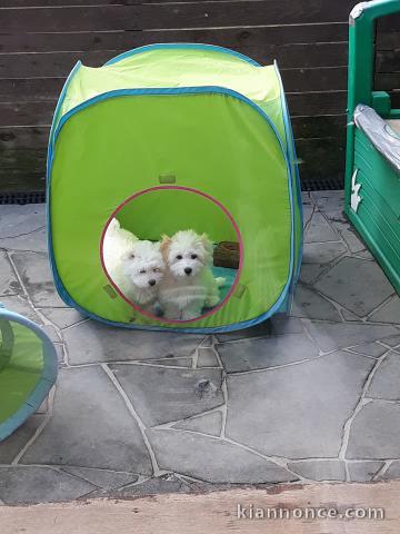 A donner chiots Coton de Tuléar