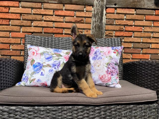   chiots berger allemand à donner