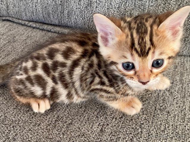 Adorable chaton bengal 