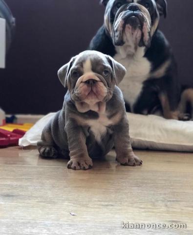 adorable chiot de race bull dog anglais