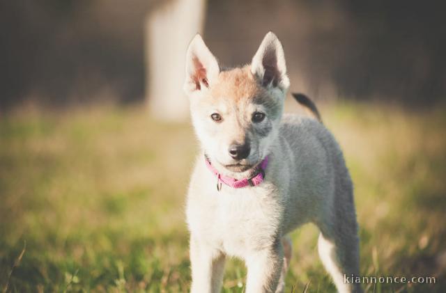 Chiots Chien-loup tchecoslovaque