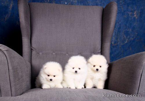 chiots spitz nain a reserve