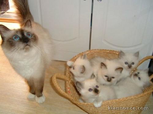 magnfiques chatons birman a reserve