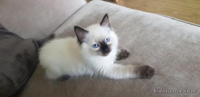 Magnifiques chatons Ragdoll