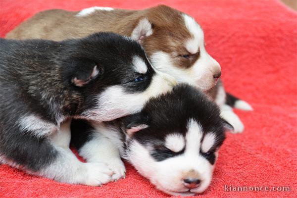 7 adorables chiots husky de Sibérie à réserver