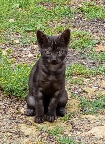  chaton à donner plus vite