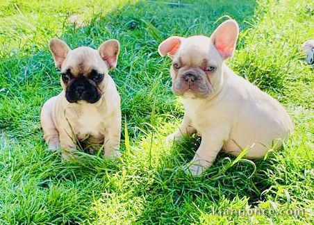 chiots boulodorgue français