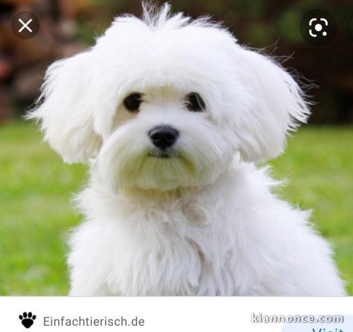 Bichons Maltais LOF disponible