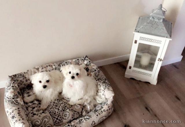 Adorables Chiots Bichon M 