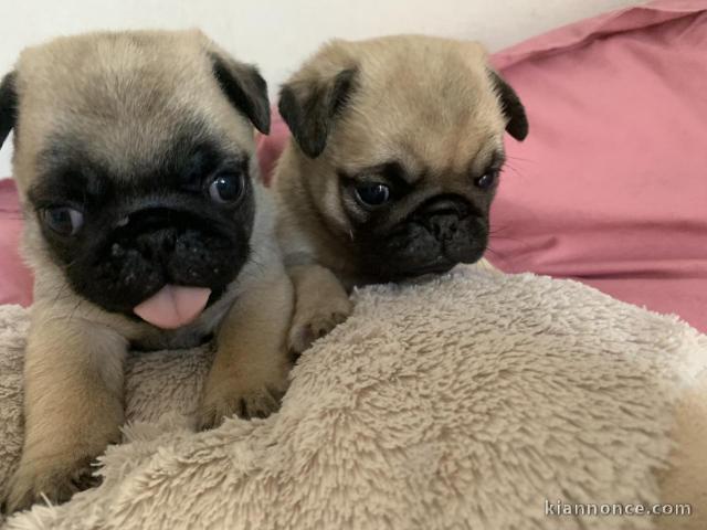 chiots bouledogue français