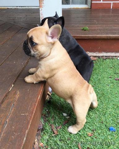 Chiots Bouledogue Anglais disponible