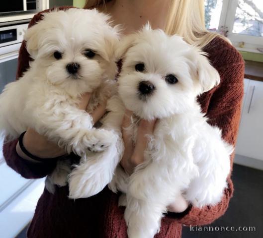 Chiots Bichon Maltais 