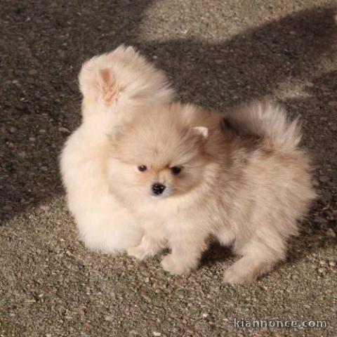 Chiots spitz nain Disponible