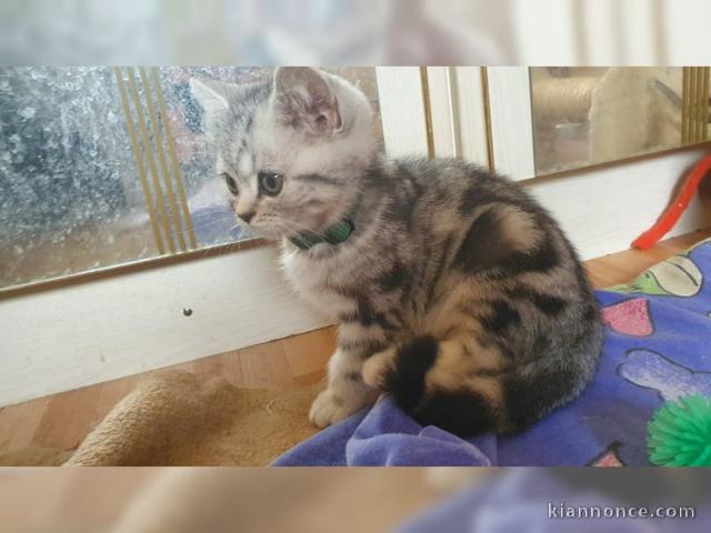 Deux chatons tigrés British Shorthair 