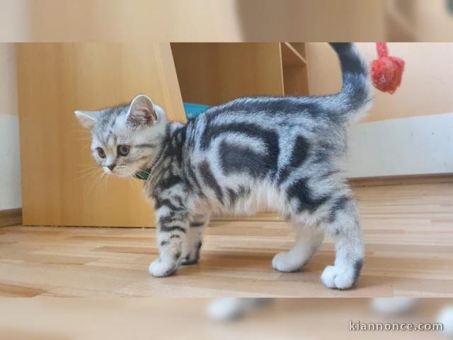 Deux bébés chats British Shorthair 