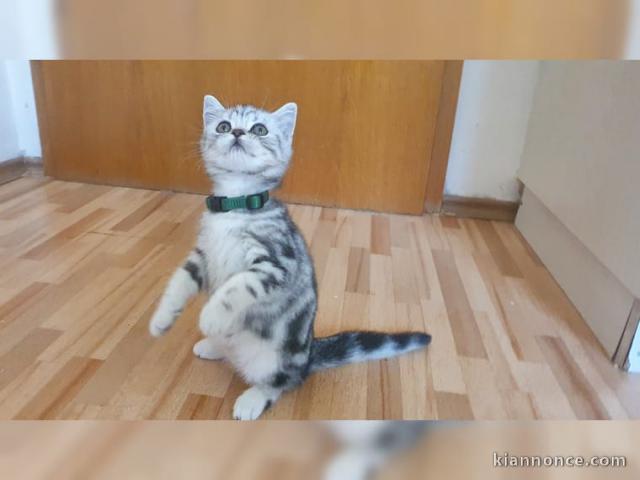 Deux bébés chats British Shorthair tigrés 