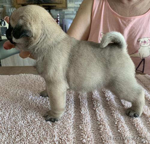 chiots bouledogue français a donner