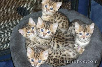 chatons bengal non LOOF a réserver