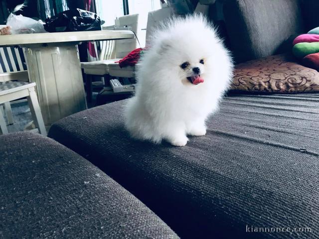 Bonjour a vous ,  Chiots de race Spitz nain  mâles et femelles 