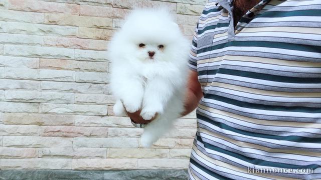 Bonjour a vous ,  Chiots de race Spitz nain  mâles et femelles 