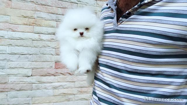 Bonjour a vous ,  Chiots de race Spitz nain  mâles et femelles 