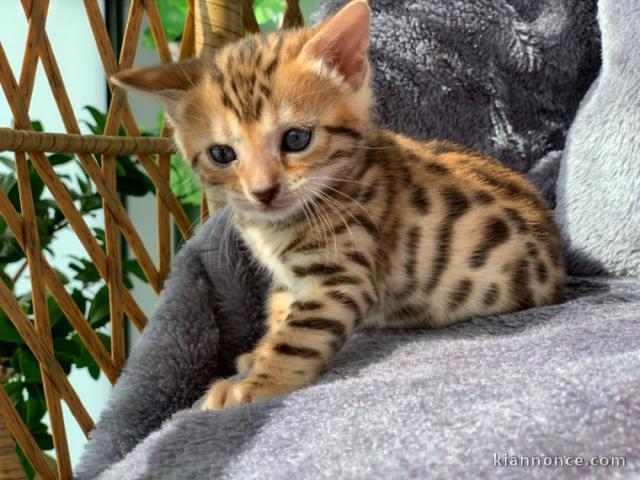 chatons bengal non LOOF a réserver